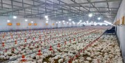 در صنعت مرغداری کشور ۱.۲ میلیون تن ظرفیت خالی وجود دارد