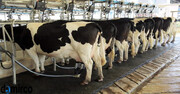 صنعت شیر از قیمت‌گذاری دستوری تا رقابت با پتروشیمی‌ها
