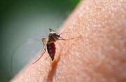 تاکنون ۴۰ نفر در کل استان کرمان به بیماری مالاریا مبتلا شده‌اند