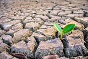 آسیب به منابع غذایی جهان در اثر گرما و خشکسالی