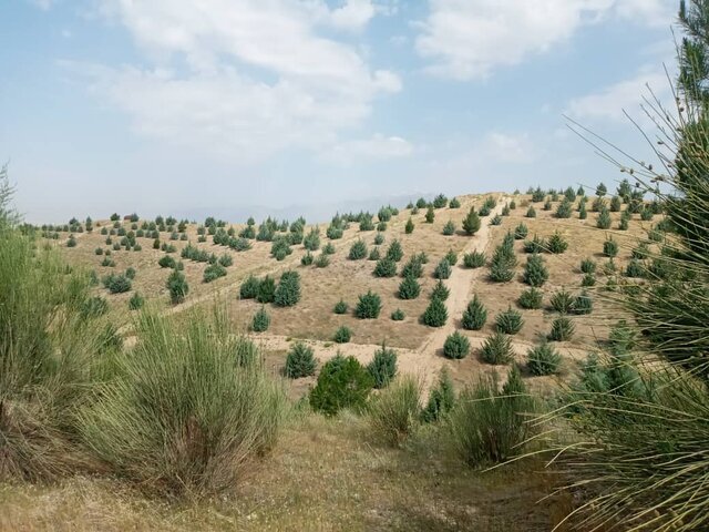 از ابتدای سال جاری ۸۲۱ هکتار جنگلکاری در تهران انجام شده است