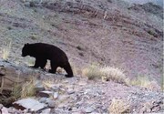 یک قلاده خرس سیاه آسیایی در ارتفاعات دهکهان مشاهده شد