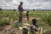 افزایش قیمت کود و خطر بحران غذایی برای آفریقا