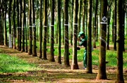 تلفات جنگل‌ها برای تولید لاستیک