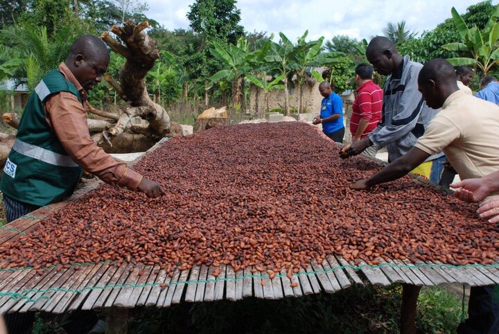 تولید کاکائو به قیمت رنج انسان‌ها