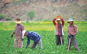 عضویت ۱۰۷ هزار خانوار گیلانی در صندوق بیمه اجتماعی روستاییان و عشایر