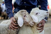 پرواز قیمت گوسفند زنده در آستانه عید قربان