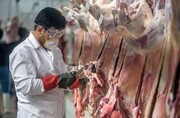 استقرار ناظران بهداشتی در مبدا واردات گوشت اجباری شد