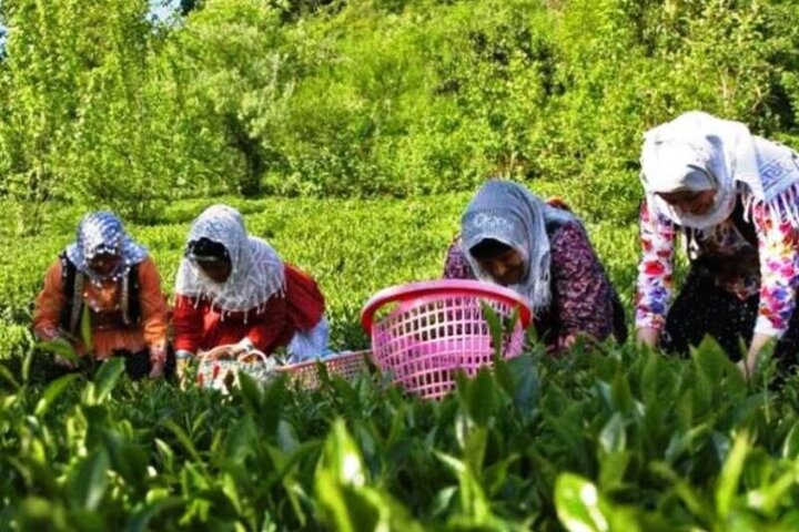 فعالیت ۱۲۹ تعاونی روستایی در آذربایجان غربی